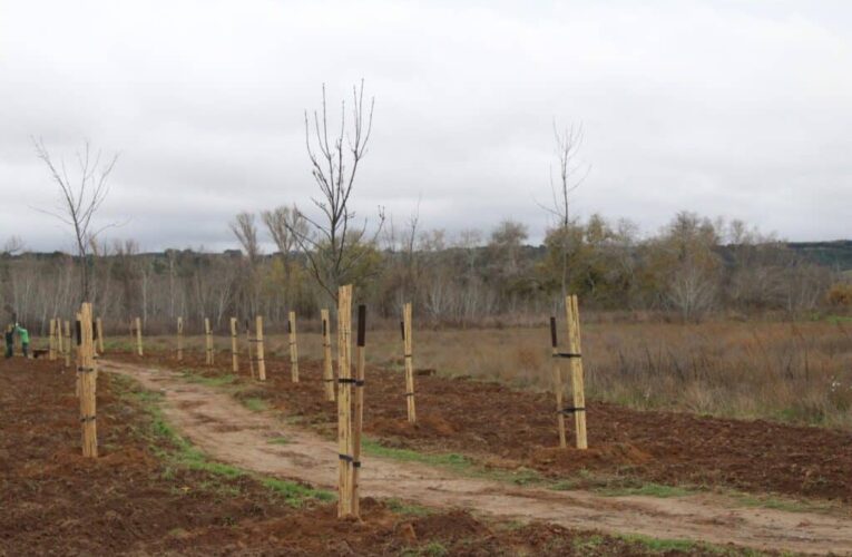 ALCALÁ DE HENARES/ Plantan 60 ejemplares de fresno en el entorno del Henares