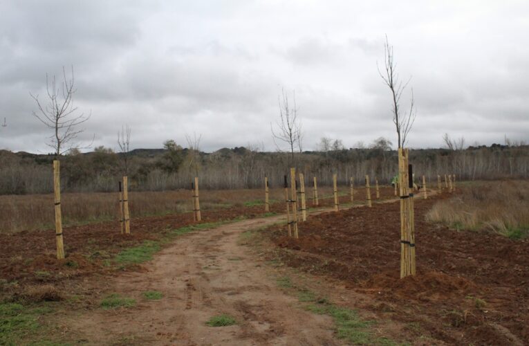 El Ayuntamiento de Alcalá de Henares realiza nuevas plantaciones en diversos puntos de la ciudad