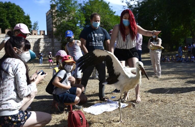 ALCALÁ DE HENARES/ Así avanza el proyecto de comederos artificiales de cigüeñas