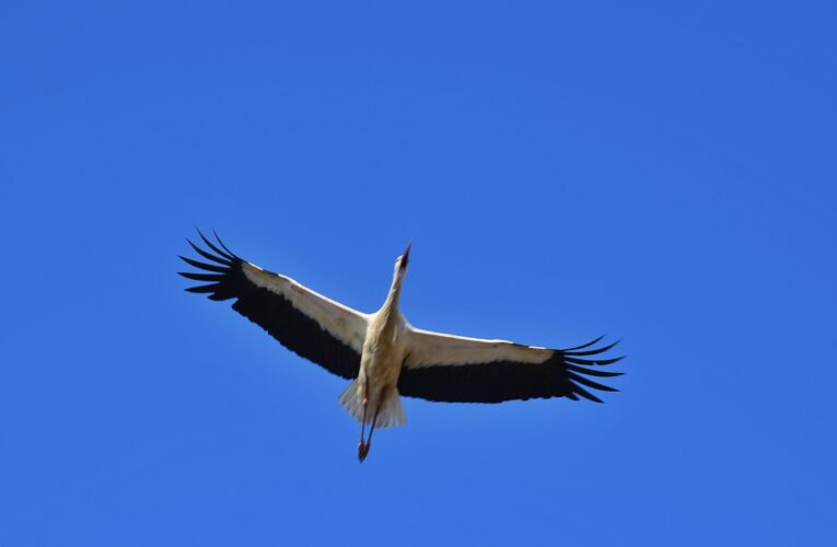 Éxito en los avances del proyecto de comederos artificiales de cigüeñas en Alcalá de Henares
