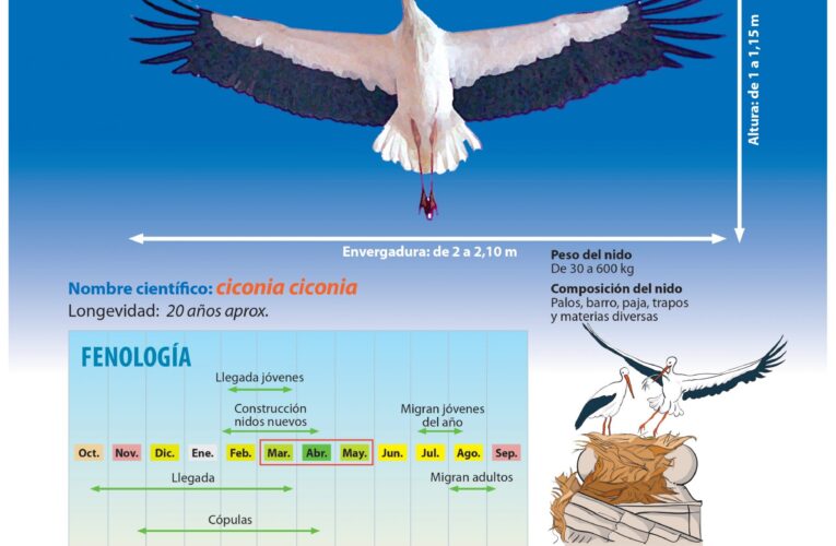 “Por San Blas, la cigüeña verás”: La cigüeña blanca puebla los nidos de Alcalá de Henares