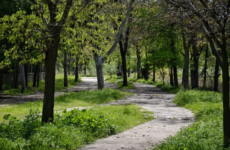 Alcalá se suma al Día Internacional de los Bosques con la plantación de un fresno en el Bosque Comestible