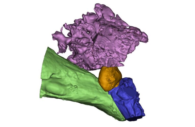 ALCALÁ DE HENARES/ Investigadores de la UAH encuentran la evidencia de que los Neandertales hablaban