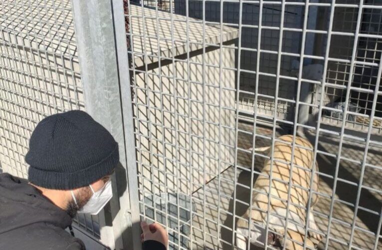 ALCALÁ DE HENARES/ Así es el programa para mascotas de mujeres víctimas de violencia machista