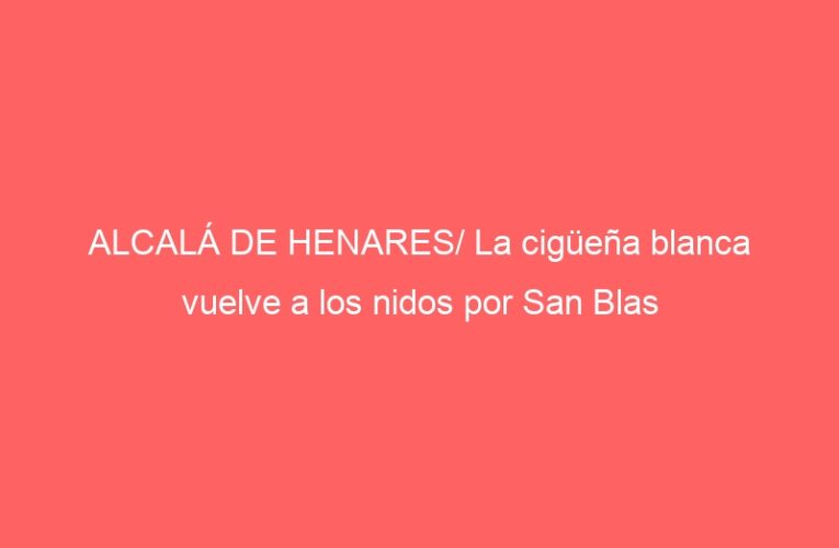 ALCALÁ DE HENARES/ La cigüeña blanca vuelve a los nidos por San Blas