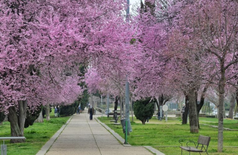 Alcalá de Henares, recibe por segundo año consecutivo el reconocimiento “Tree Cities of the World” por su gestión del arbolado 