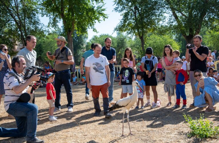15 pollos de cigüeña han regresado hoy al cielo de Alcalá tras ser recuperadas por Grefa 