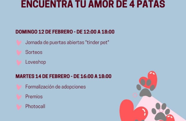 “Café con gatos” y “San Valentín Peludo”, las nuevas campañas del Ayuntamiento para favorecer las adopciones en el CIMPA