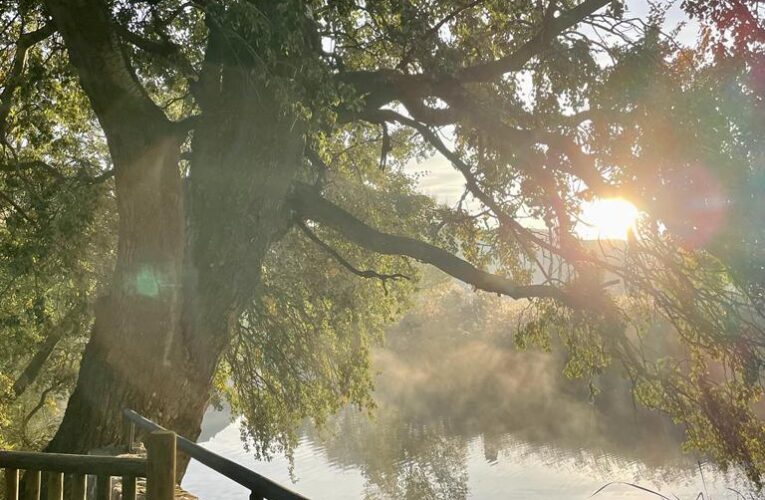 Alcalá de Henares recibe, por tercer año, el distintivo internacional “Ciudad arbórea del mundo”