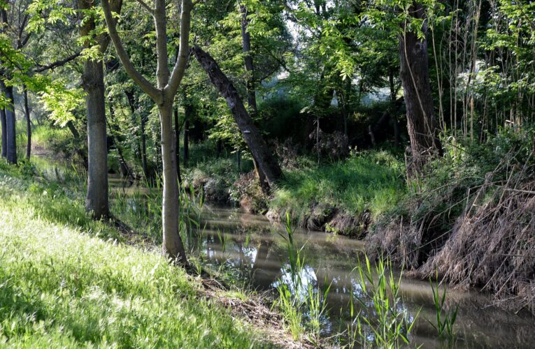 Alcalá celebra el Día Mundial de la Educación Ambiental con rutas medioambientales y talleres sobre la tenencia responsable de animales
