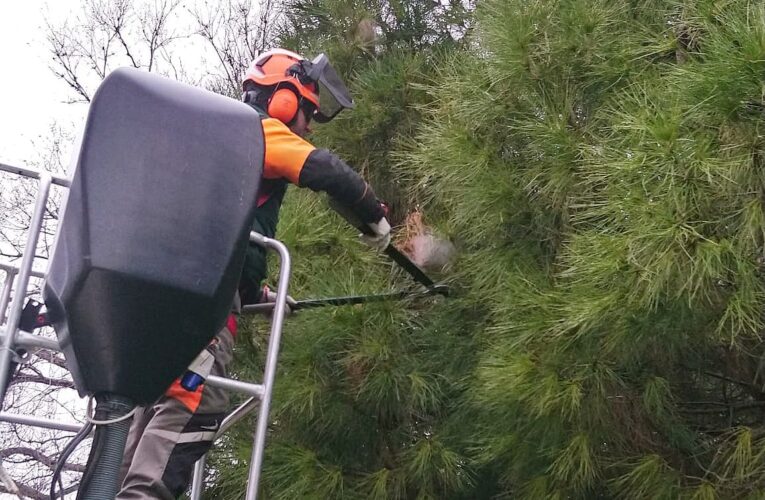 El Ayuntamiento de Alcalá lanza una campaña informativa sobre la oruga procesionaria del pino