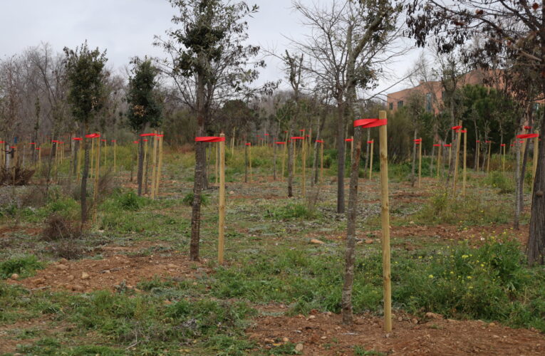 Alcalá de Henares se suma a la conmemoración del Día Internacional de los Bosques aportando sus 60.000 ejemplares en viario y zonas verdes